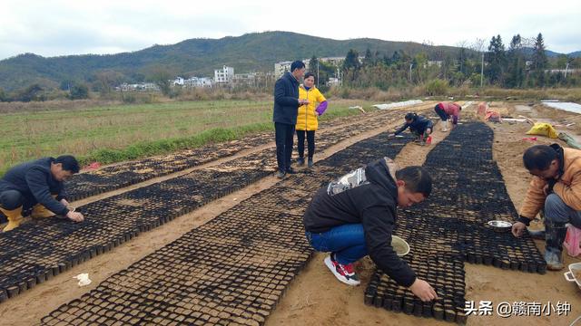 种植粉防己｜四季均可播种 春季时期育苗 最佳适合生长