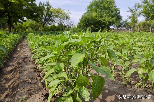 不管栽培什么蔬菜，这样做，生根壮苗长势好，不易发生病虫害