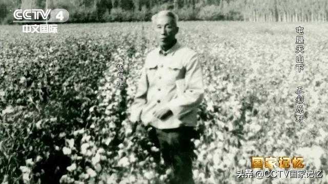 这组新疆生产建设兵团种植棉花的数字，你一定要知道