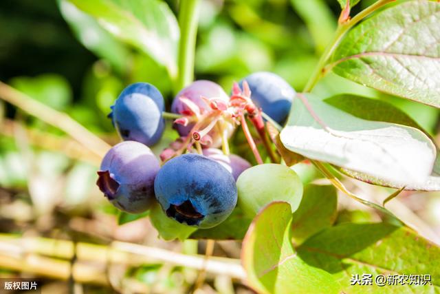 蓝莓无公害栽培技术，种植方法你都了解吗？不妨一看