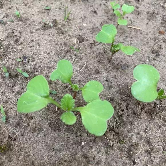 秋葵种植很简单，阳台种3棵，2个月就能摘，一茬又一茬