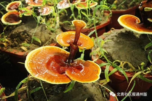 逛吃通州｜养绿植都弱爆了！2000盆鲜活灵芝开卖啦