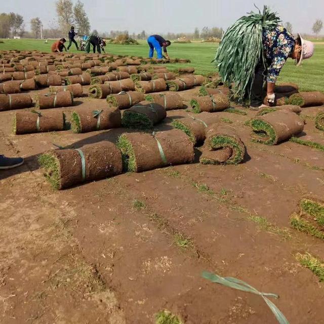 土马尼拉草坪的不足，无土栽培马尼拉草坪技术的优点