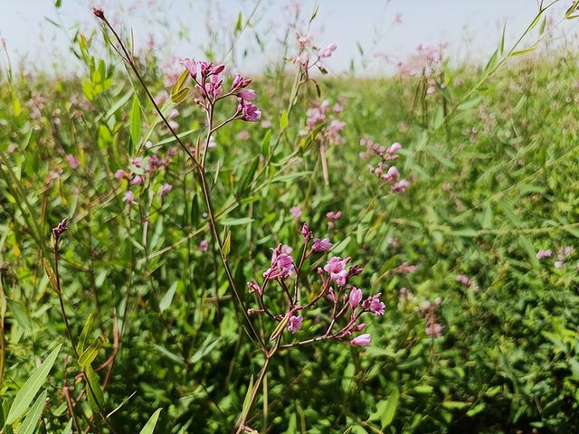 库尔勒市：罗布麻“甜蜜”花开致富路