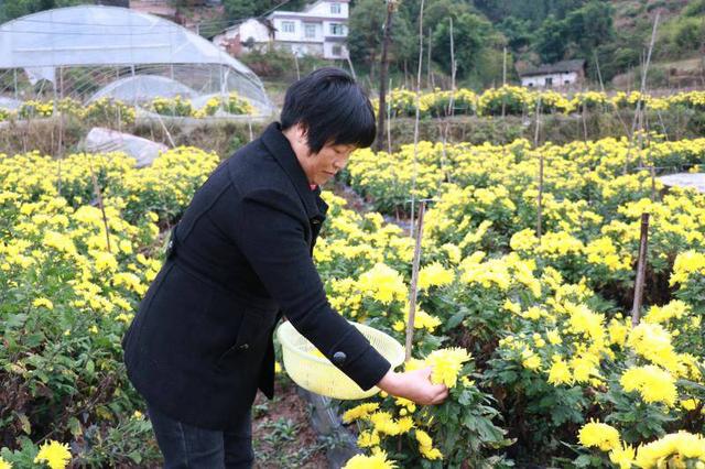 小康圆梦｜品质高市场好 四川古蔺香山村种植金丝皇菊亩产可达7000元