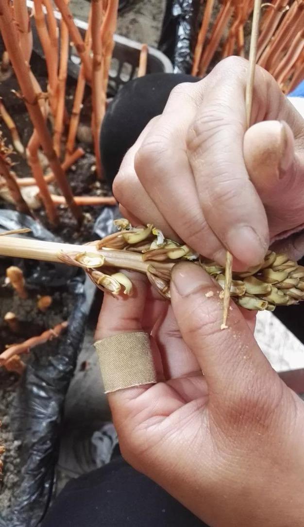 种植天麻市场风险小效益高，专家手把手教你栽天麻