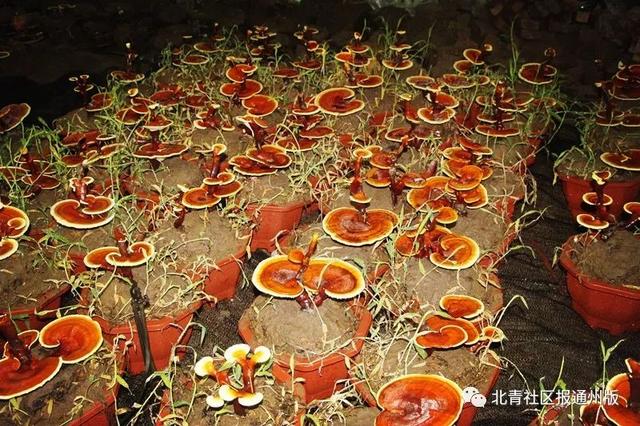 逛吃通州｜养绿植都弱爆了！2000盆鲜活灵芝开卖啦