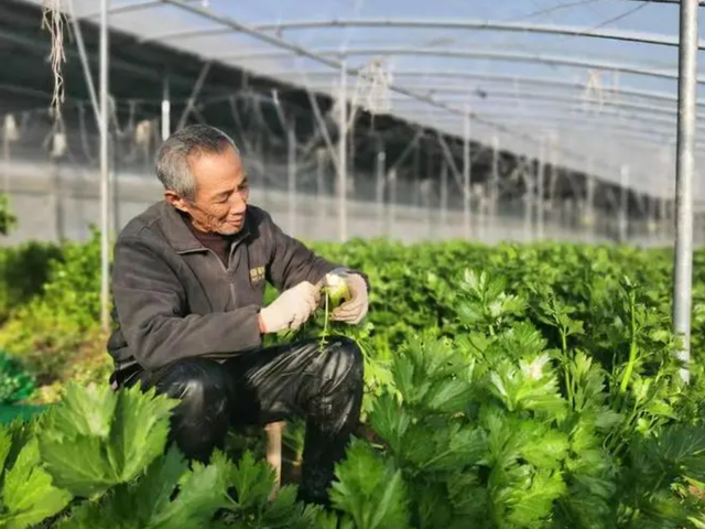 如何利用日光温室，实现早春菜豆间作萝卜一秋芹菜高效栽培？