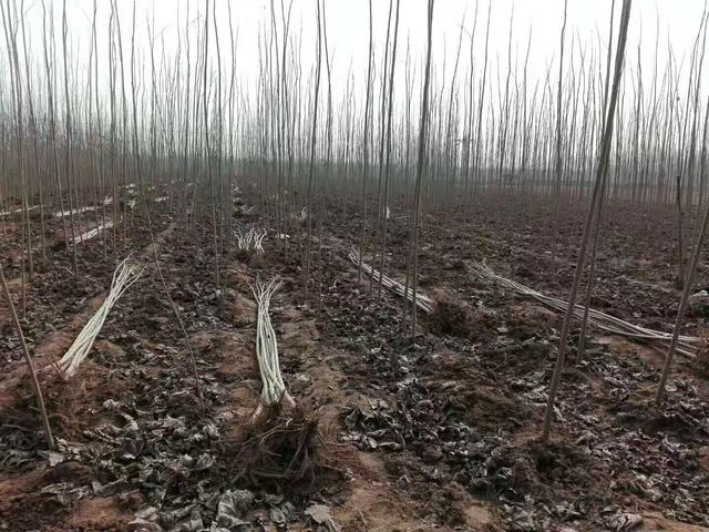 怎样种植杨树苗