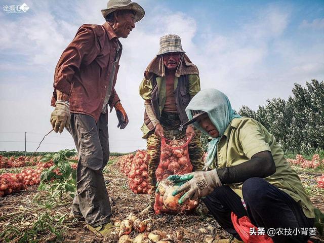 秋种洋葱有讲究，摸准生长规律、巧用播种管理方法，后期才能高产