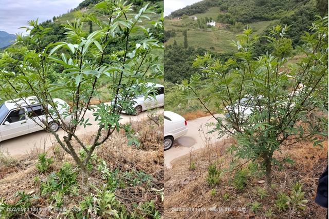 惠椒网技术下乡——四川青花椒种植管理问题整理和技术分享