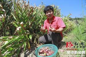 阳荷种植季节(长沙县：本地“野人参”阳荷首次上市)