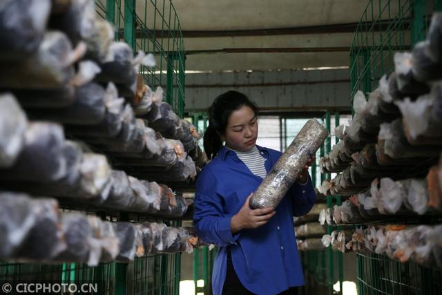 重庆黔江：全桑枝育出“生态食用菌”