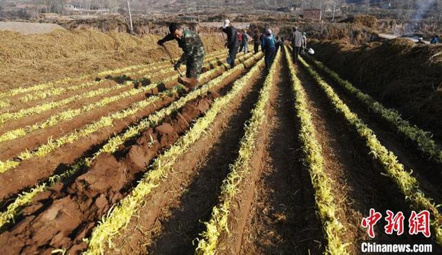 兰州农民在寒冬麦草下“掘金”古法种植韭黄留住乡愁