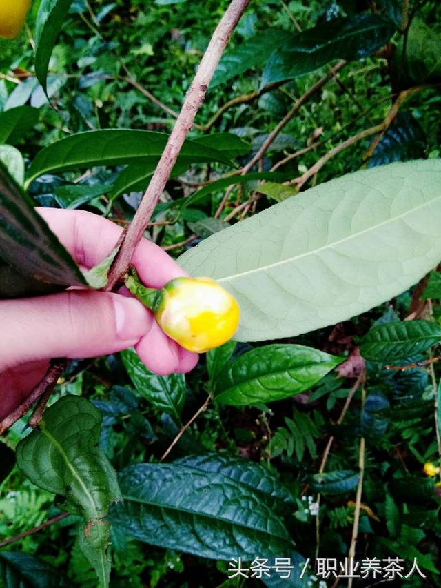 金花茶科学栽培的方法