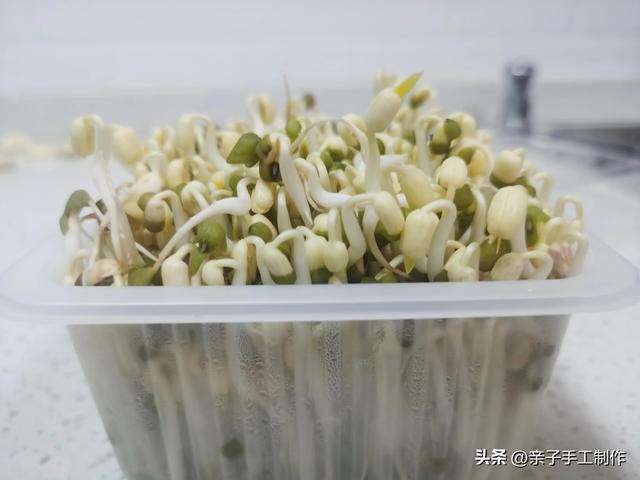 历时5天，绿豆变豆芽的生长日记，最后变成了一盘豆芽菜