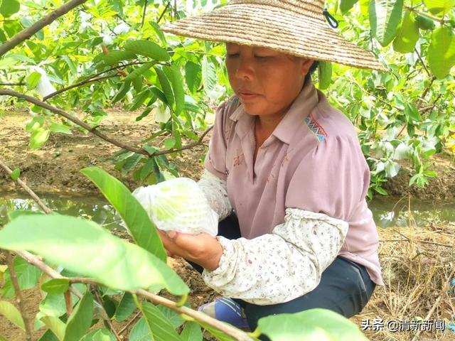 石潭番石榴喜丰收！果农学拍短视频来销售