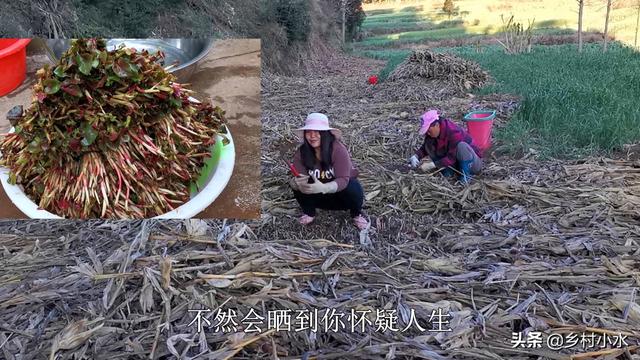 折耳根气味独特，你知道该怎么高产种植吗？做好这4点其实很简单