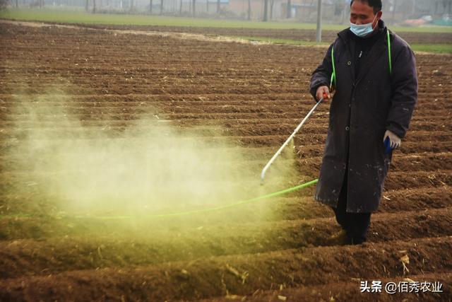 农民在外打工，家里的土地种哪些作物，可以粗放管理又有好收成？