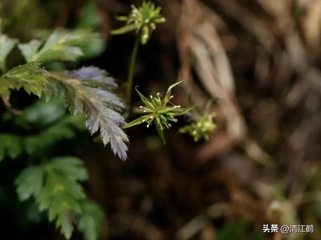 黄连俏市强劲上扬，种植有“钱景”吗？一文读透思路