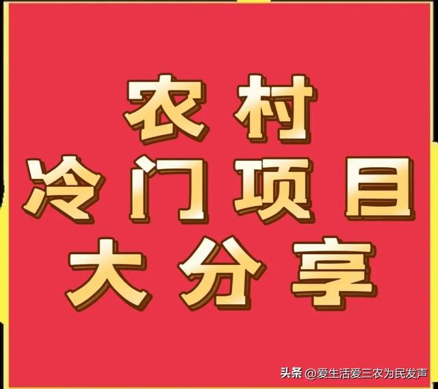 农村冷门项目大分享，想赚钱的看过来，年入十万不是梦！