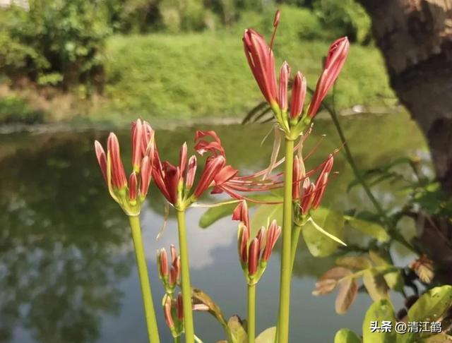 人称“鬼 擎 火”的神秘植物，花叶永不相见，是“病毒剂”的原材料