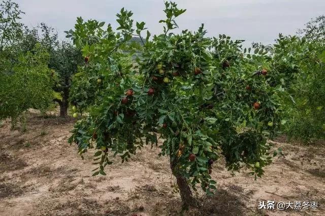 枣树栽植方法的介绍