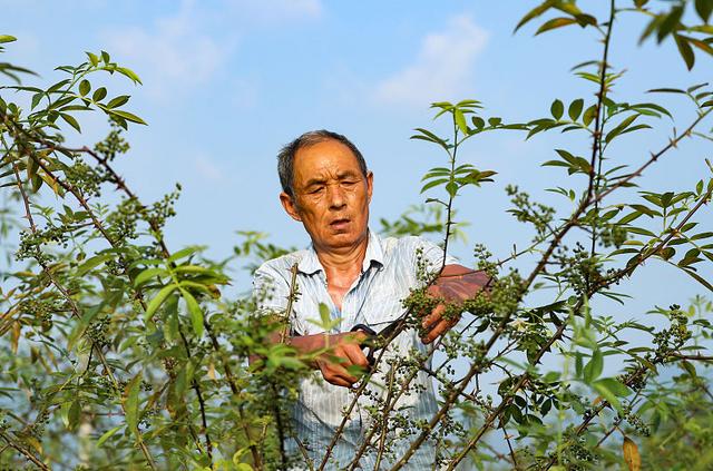 花椒也能扦插，按这3点来做，一根枝条就能种花椒