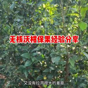 无核沃柑种植条件(无核沃柑保果经验分享#柑橘种植)