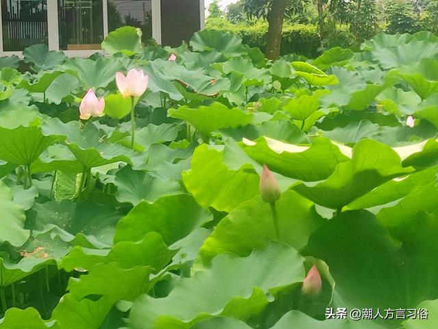 含姑旬，叫匀匀；五月节，扒龙船