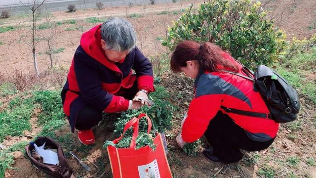 以前人人吃到“吐”的野草，如今成了“香饽饽”，开春争着去采挖