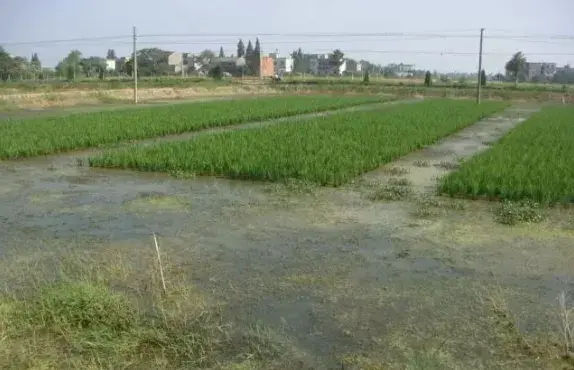 虾草种植(养殖小龙虾，草被小龙虾夹完了，再种草来得及吗？)