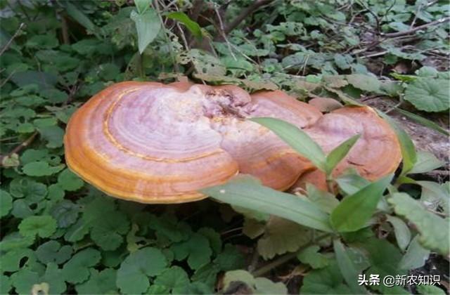 林下仿野生灵芝，高产高效栽培技术，种植过程中这些需要了解一下