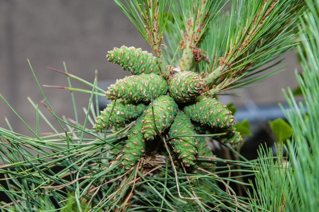 浅析松树育苗与种植技术，科学种植是关键，种植致富方法要了解