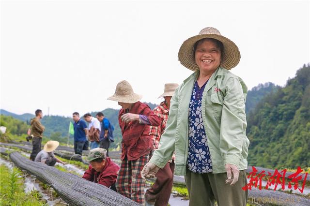 栽种“湘西黄金茶”铺就脱贫致富路