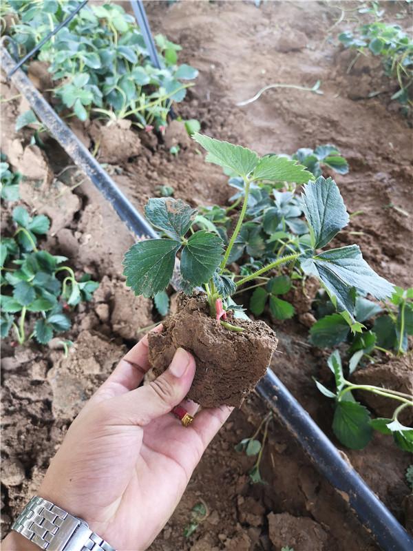 脱毒二代大叶红颜草莓苗什么时间栽植比较好？种植技术分享