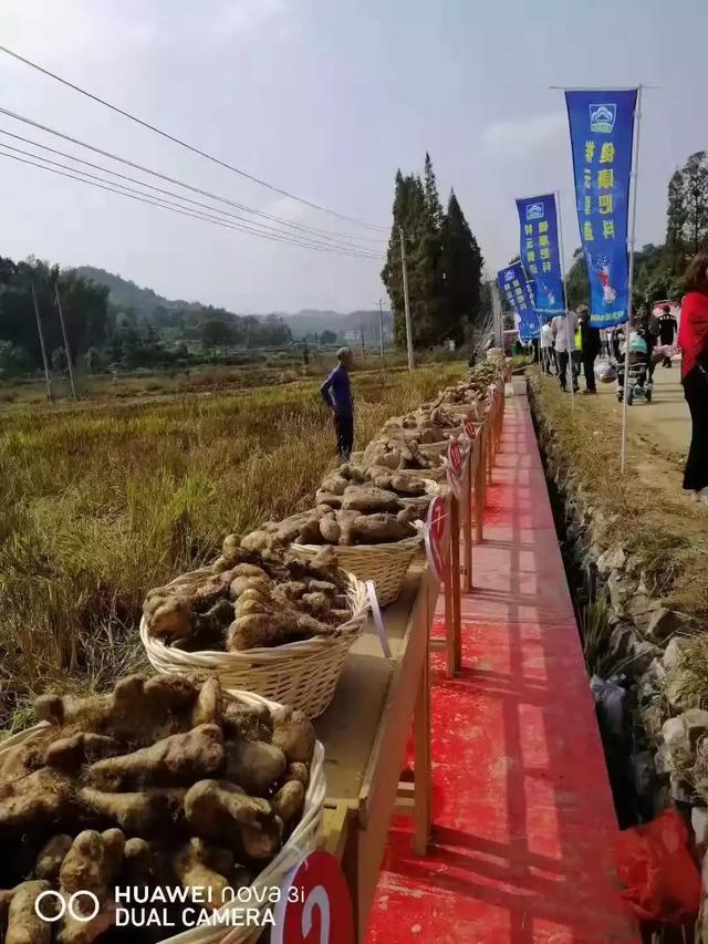 佛手山药的种植方法：山药不怕肥，山药最怕水