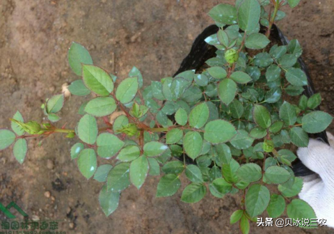 啤酒花栽培分雌雄，教你栽培要诀，增加商业价值