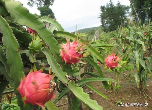 火龙果什么时候种植？火龙果的种植技术