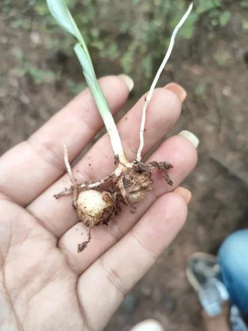 农村租地种植一亩半夏一年大约能赚多少钱？