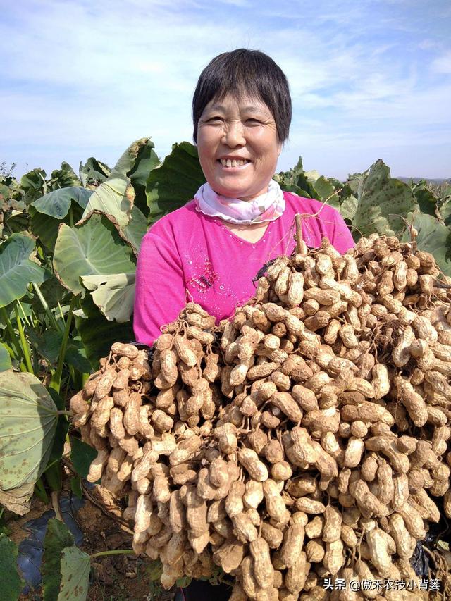 花生种植密度多大才能更高产？垄距、行距、株距多少比较合适？