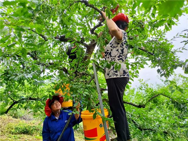 三华李优质高产栽培技术及管理技术