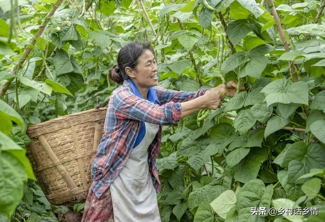 老植保员说：豆角开花结荚期有五禁忌，哪五忌？你注意到了吗