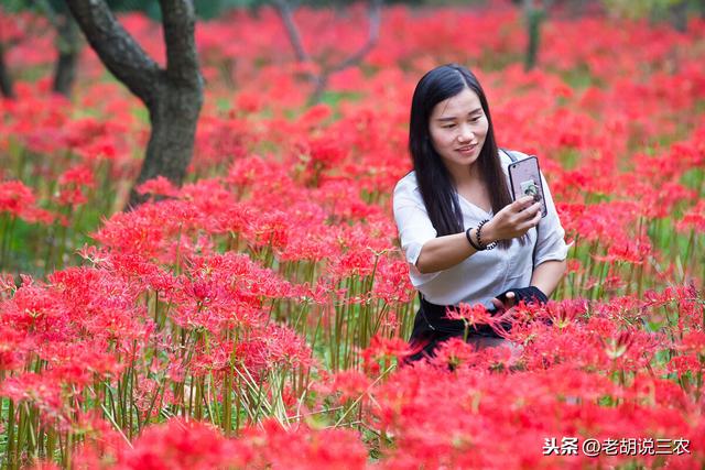 花开彼岸，花开今生；种植彼岸花，亩均收益一万八