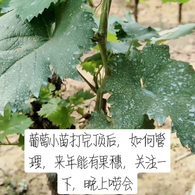 ，葡萄小苗如何管理来年有花穗，#了解种植技术点红心关注