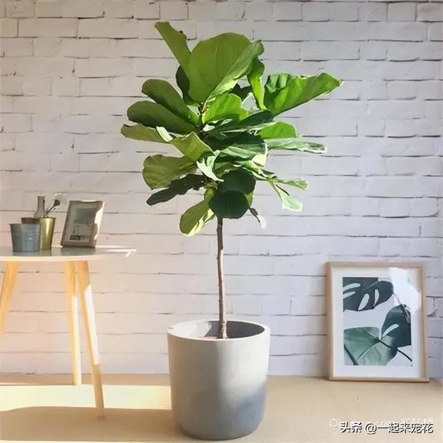 适合居家种植的6种绿植，皮实好养造型别致，摆在家里上档次