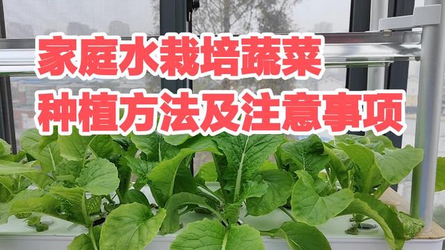 家庭水栽培蔬菜种植方法及注意事项