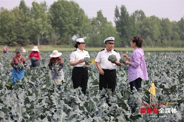 农产品走出国门！泰山亚细亚种植基地里采摘忙