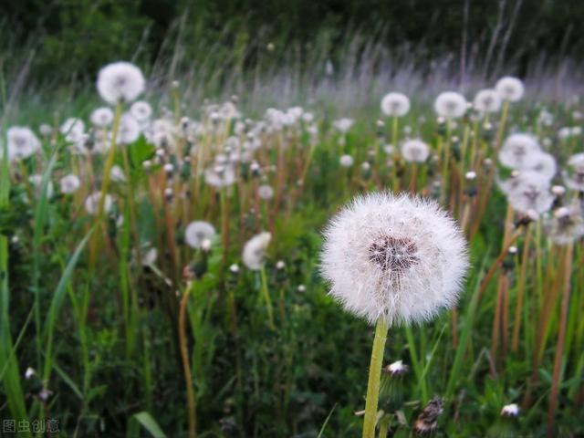 怎样进行蒲公英的栽培和管理方法？蒲公英栽种方法？过来看看吧