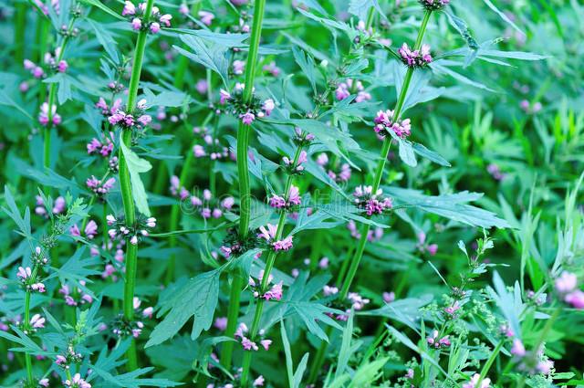 这些农村“野草”其实是高价药材，见到可别浪费了哦